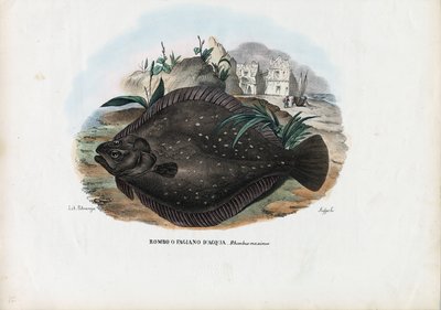 European Flounder by Raimundo Petraroja